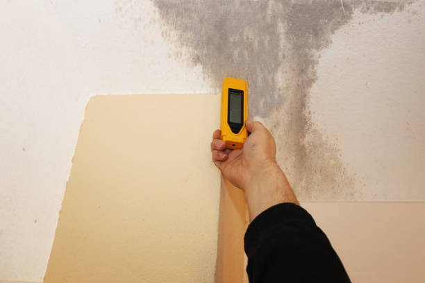 Best Commercial Mold Inspection  in Brevard, NC