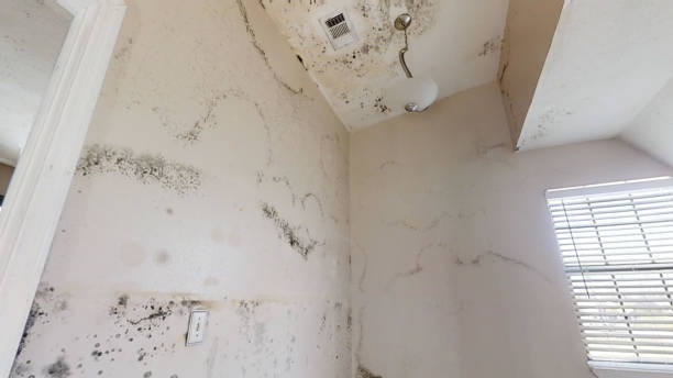 Asbestos and Lead Testing During Mold Inspection in Brevard, NC
