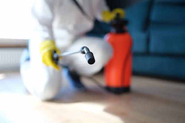 Best Mold Odor Removal Services  in Brevard, NC