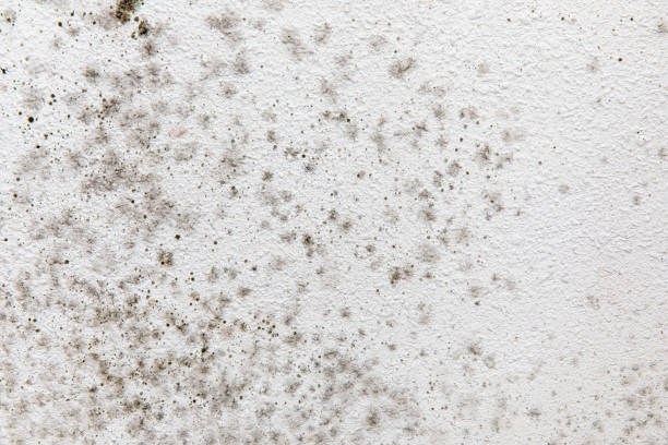 Mold Remediation for Vacation Homes in Brevard, NC